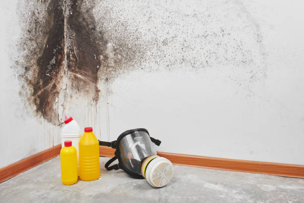 Professional Mold Remediation in Dolton, IL